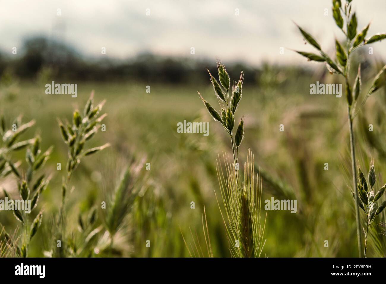 Close up wild grass concept photo. Small cones. Growing plants. Front