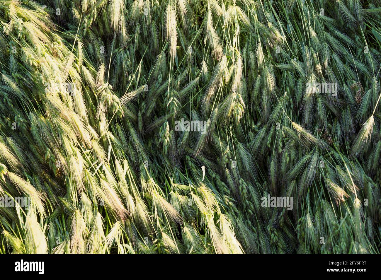 Close up wheat cones concept photo Stock Photo