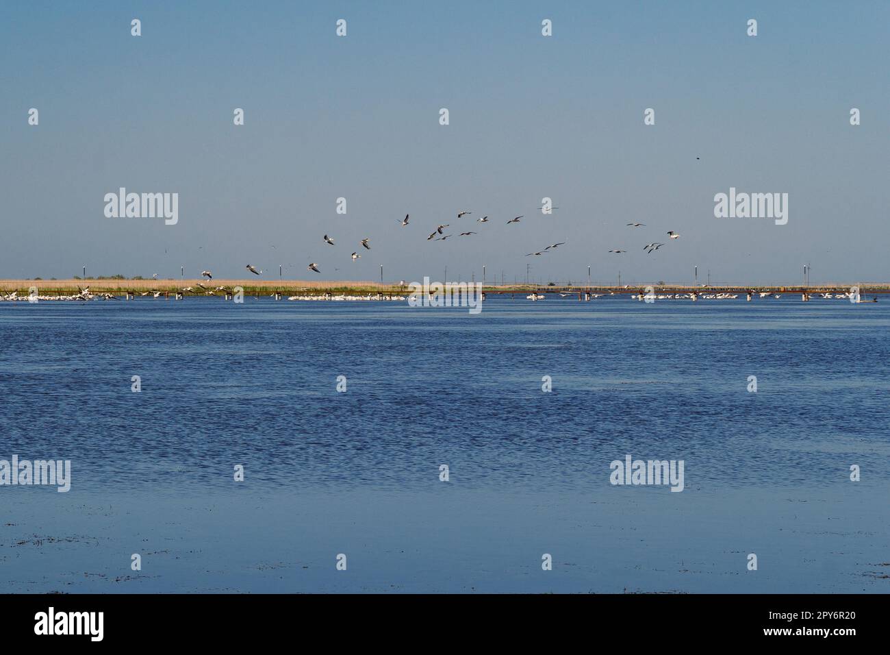 Pelicans flushed from lake landscape photo Stock Photo