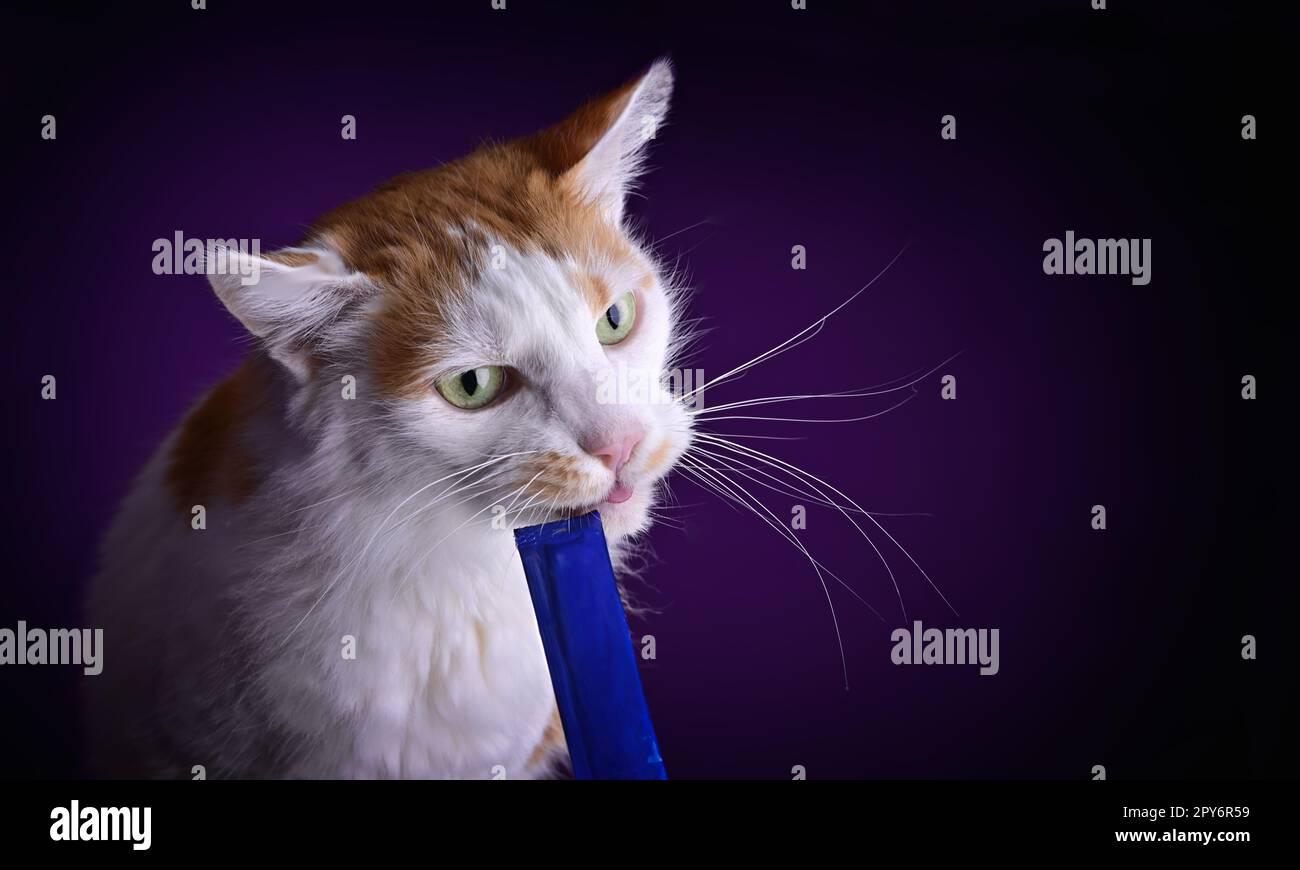 Hand feeding funny longhair cat treat stick on purple background. Horizontal image with copy space. Stock Photo