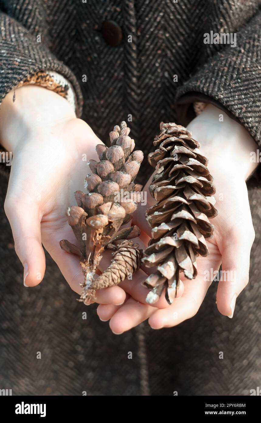 Close up pine cones concept photo Stock Photo