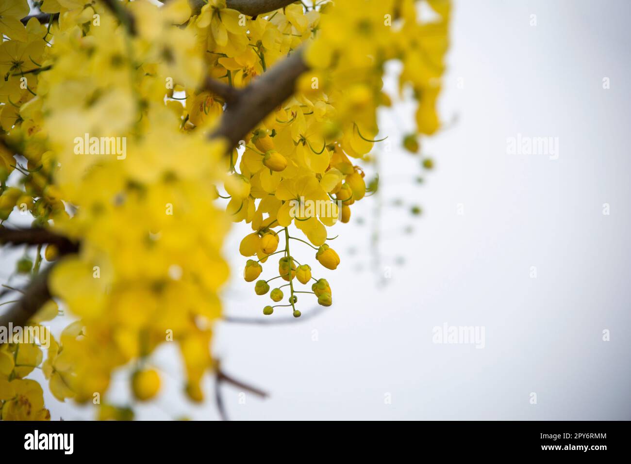 Golden shower of amaltass flowers hanging on trees. Stock Photo