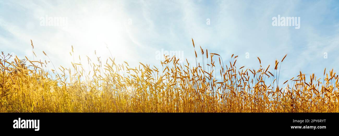 Ears of golden wheat on sunny blue sky close up background Stock Photo ...
