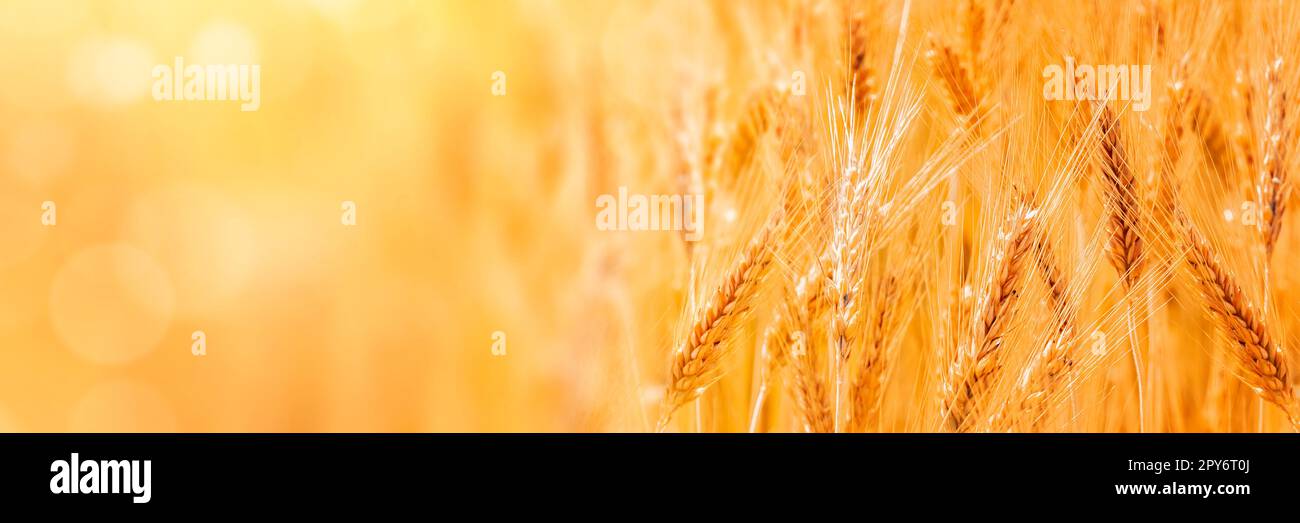 Sunny golden wheat field, ears of wheat close up background Stock Photo