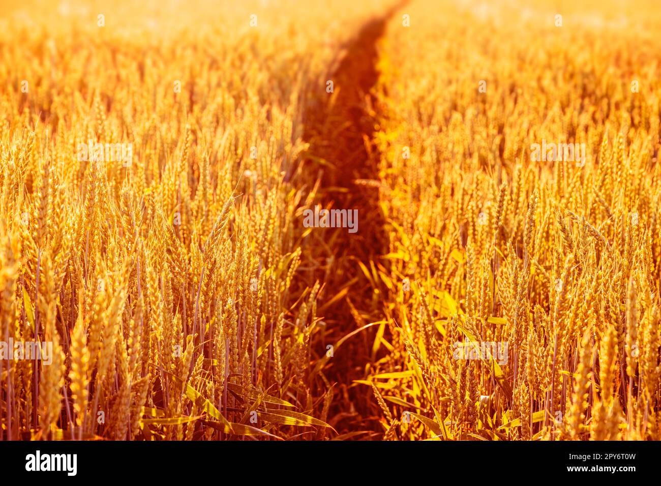 Sunny golden wheat field, ears of wheat close up background Stock Photo ...