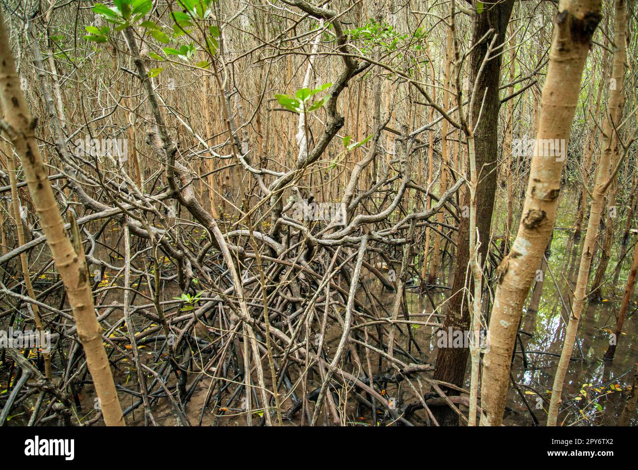 THAILAND PRACHUAP HUA HIN PRANBURI MANGROVES Stock Photo