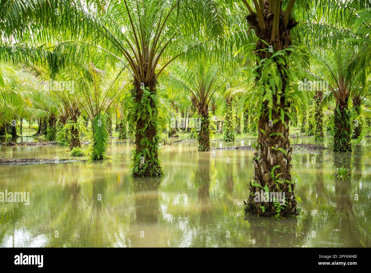 THAILAND PRACHUAP BANG SAPHAN PALM OIL PLANTATION Stock Photo