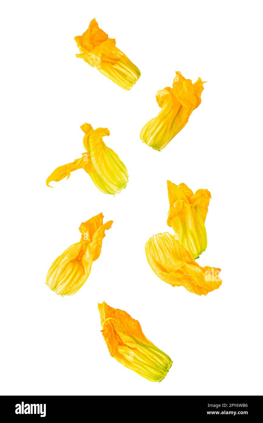 Isolated flying vegetables. Seven courgette flowers falling on white