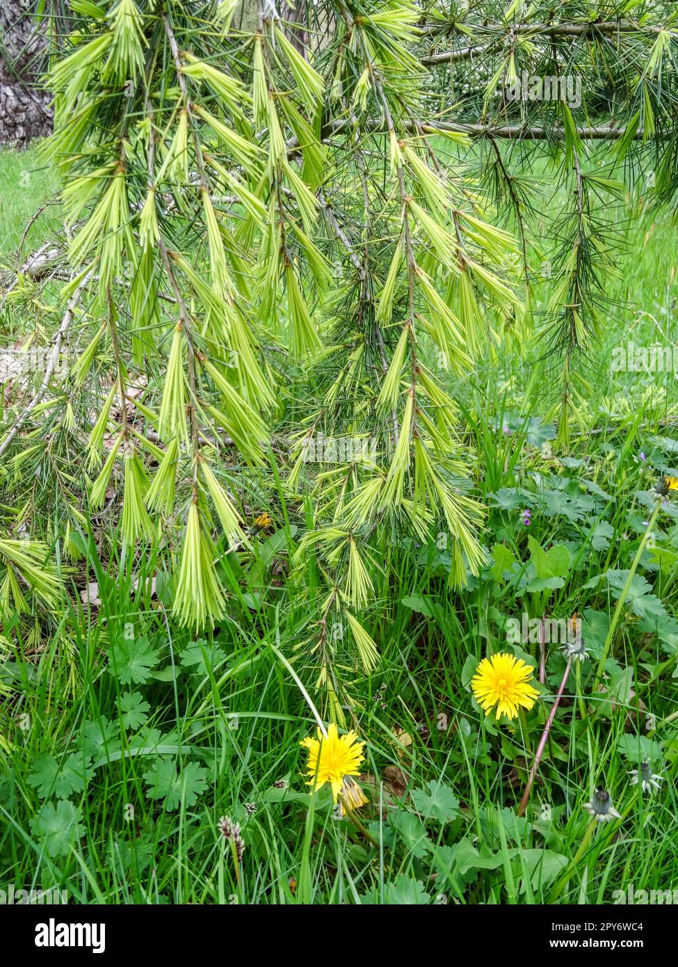Low hanging, weeping, Cedrus Deodara Golden Horizon. Natural close up patterned plant po Stock Photo