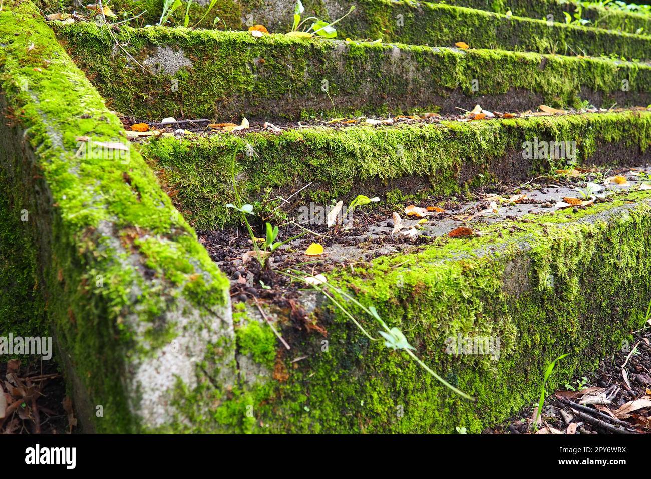 Outdoor staircase covered in moss, mold and other vegetation. Banja Koviljaca, Loznica, Serbia. Ruins of a building. Stock Photo