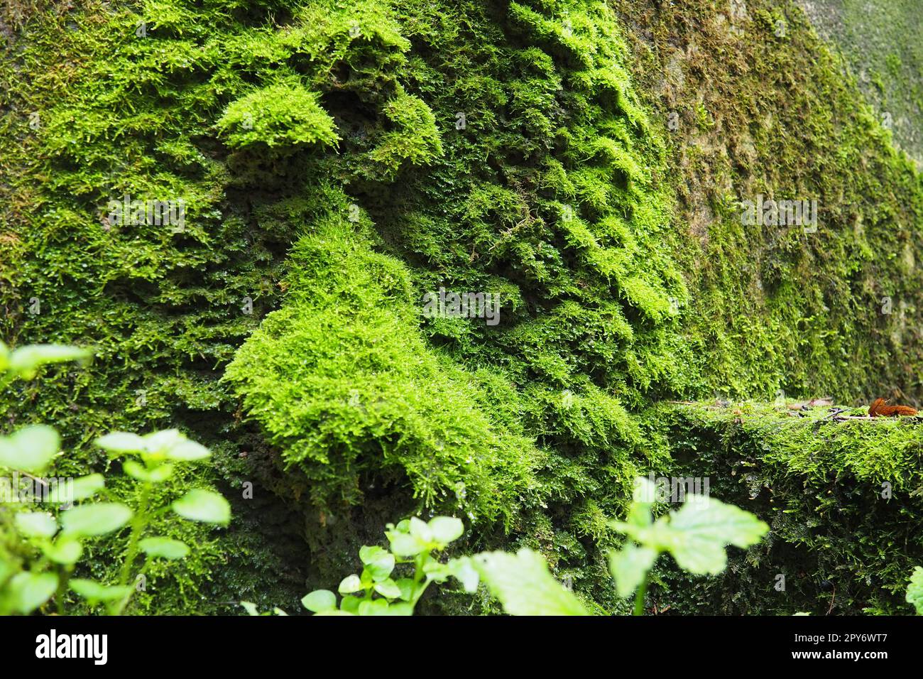 Banja Koviljaca, Loznica, Serbia. Ruins of a building. Rock or concrete damp wall covered with bright green moss. Bryophytes, or Mosses, Real mosses, Bryophyta, department of higher plants Stock Photo