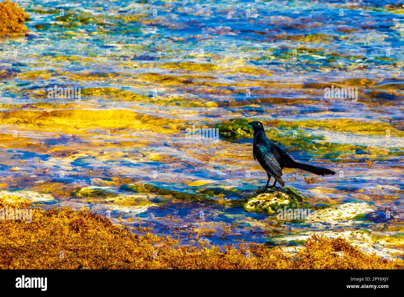 Great-Tailed Grackle Bird Birds Eating Sargazo On Beach Mexico Stock ...