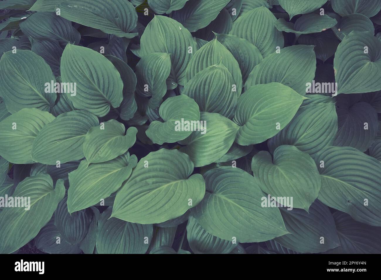 Hosta, a genus of perennial herbaceous plants of the Asparagus family. Horticulture and landscape design. Shade-tolerant ornamental deciduous plants. Green leaves with water drops. Stock Photo