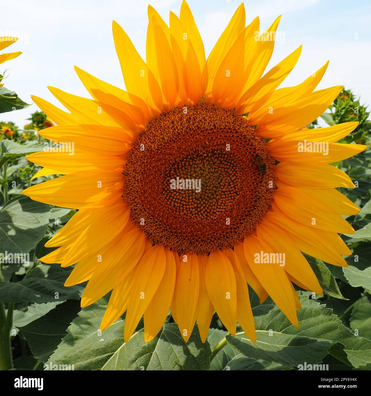 The Helianthus sunflower is a genus of plants in the Asteraceae family. Annual sunflower and tuberous sunflower. Agricultural field. Blooming bud with yellow petals. Furry leaves One big flower. Stock Photo