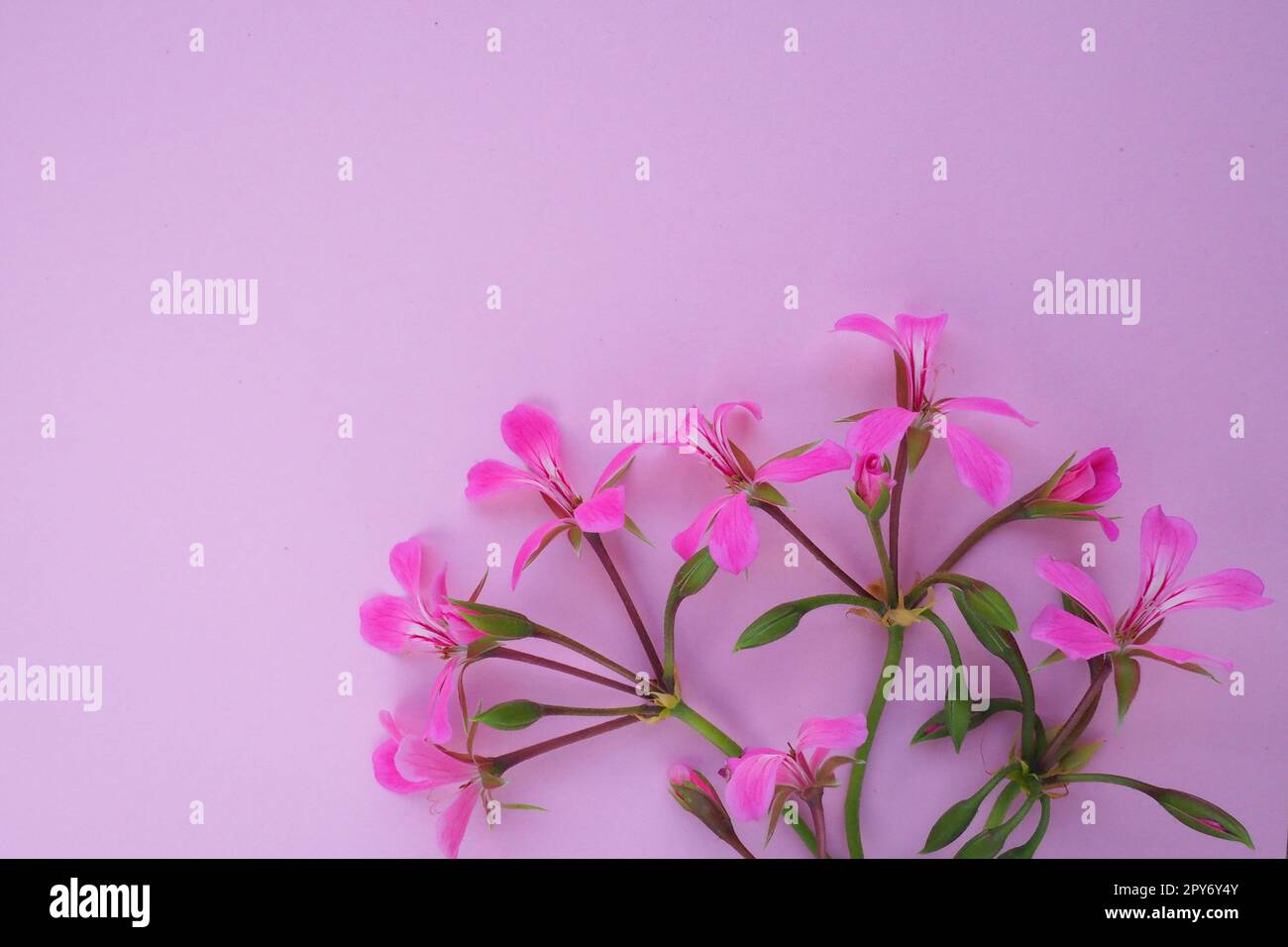 inflorescence of ivy geranium on a pink background. Beautiful inflorescence of pink ivy geranium in the bottom right corner. Copy space for text. Postcard for March 8, Valentine's Day, Mother's Day. Stock Photo
