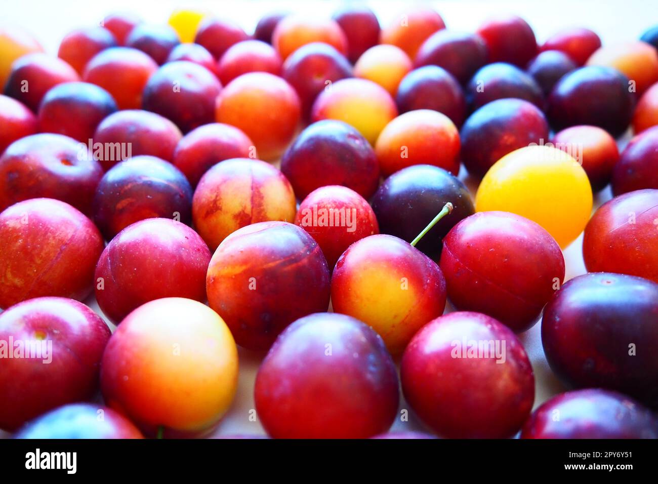 Cherry plum on a white background. A yellow-red cherry plum mix just removed from a tree. Delicious fresh plum berries. Appetizing large cherry plum for sale catalog. Food on a white background Stock Photo