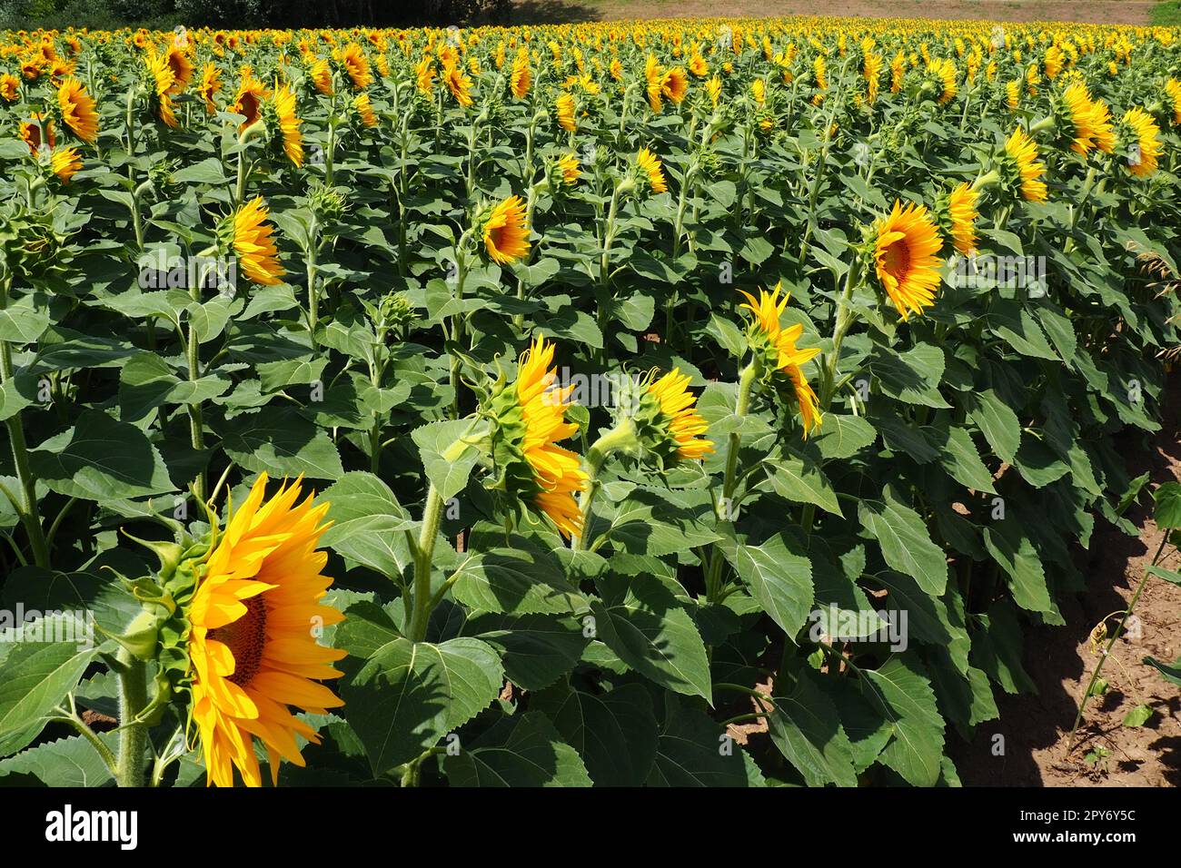Agricultural sunflowers field. The Helianthus sunflower is a genus of