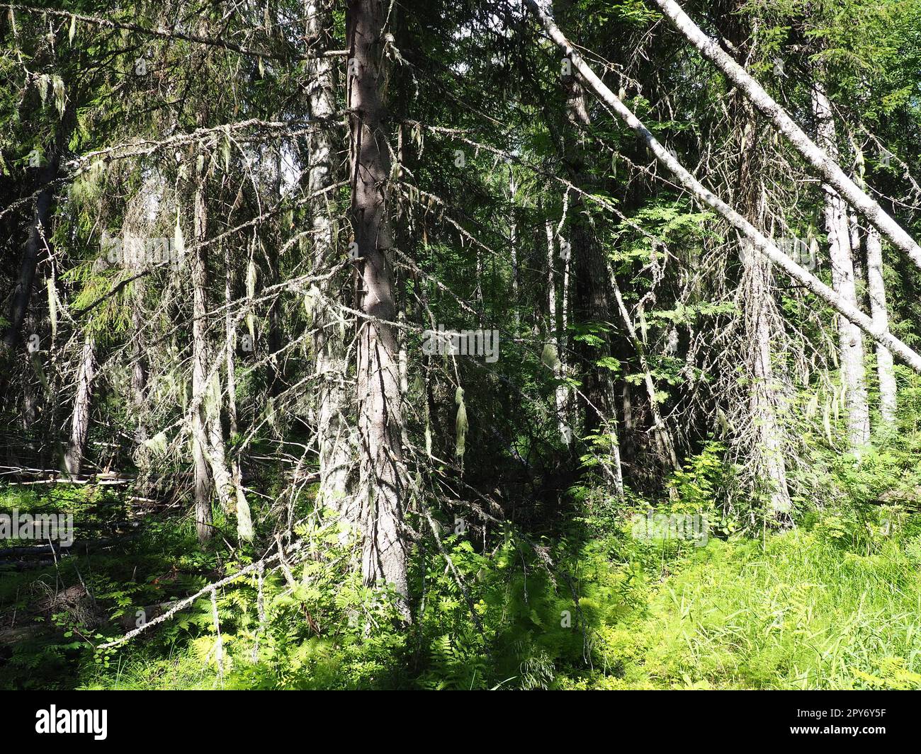 Taiga biome dominated by coniferous forests. Picea spruce, genus of