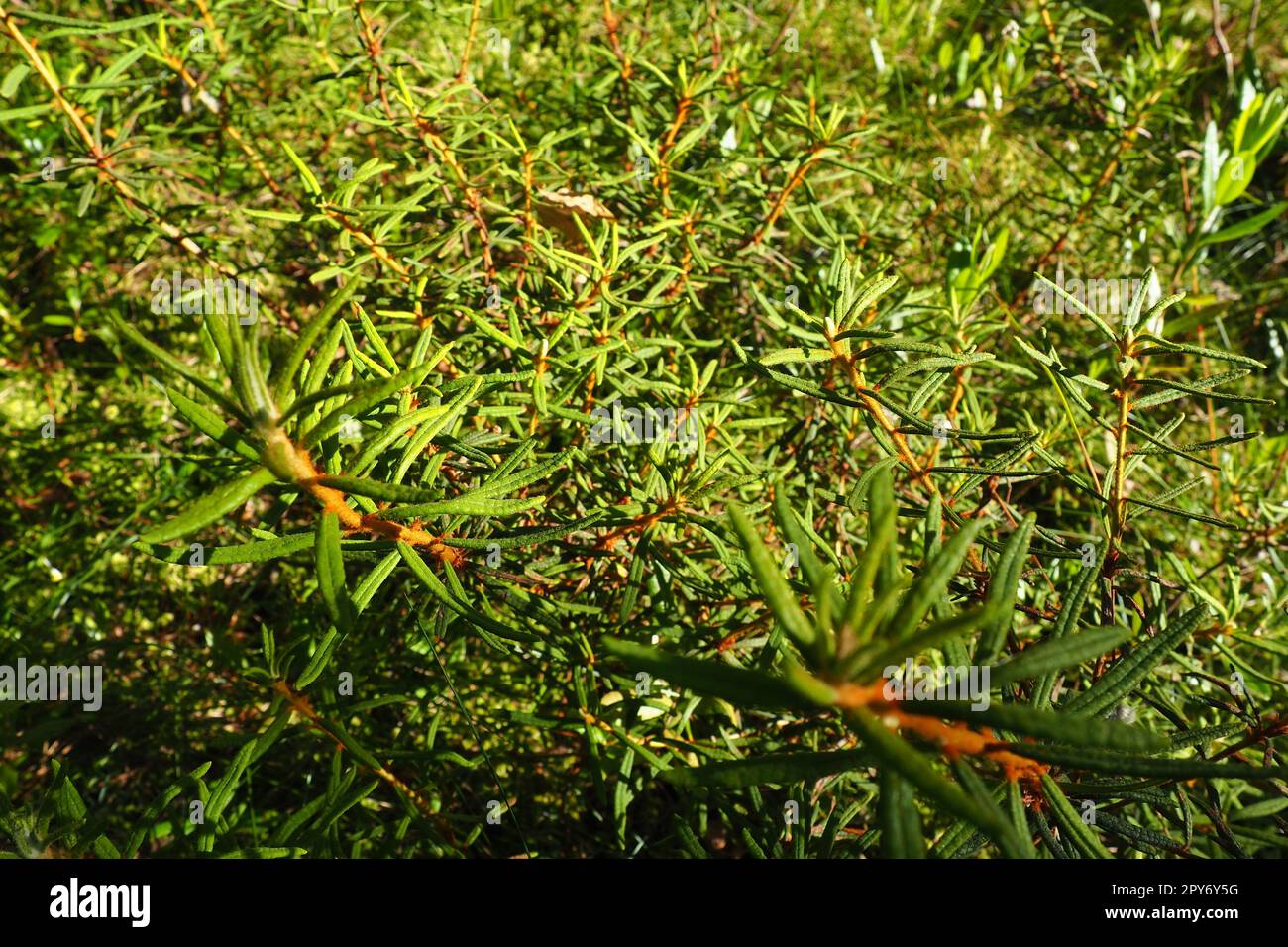 Marsh rosemary Ledum palustre is a plant species from the Ledum genus of the Heather family Ericaceae. Rhododendron tomentosum. Popular names: bagno, fragrant bagun, marsh madness, swamp Stock Photo