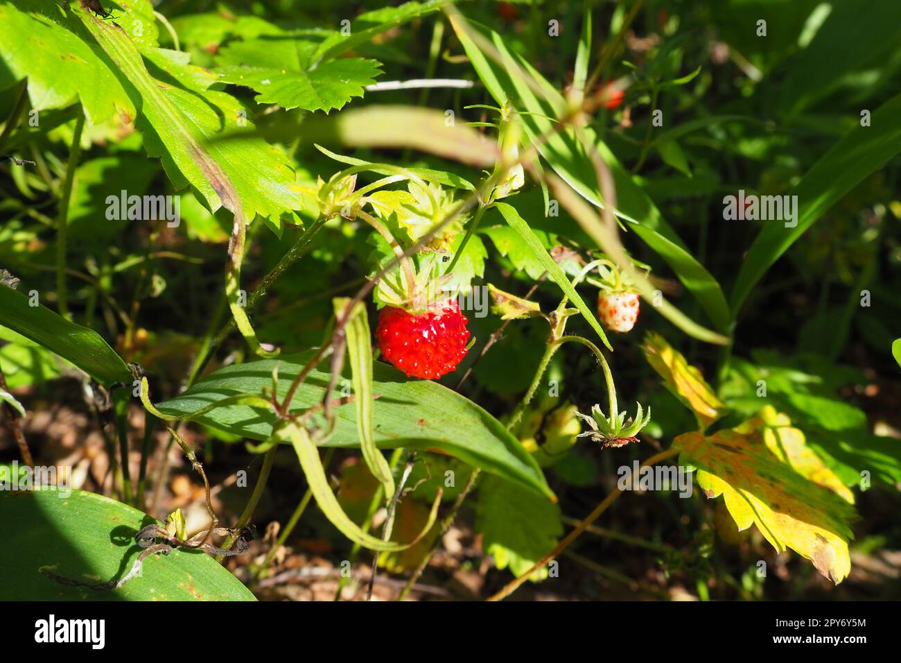 Strawberry Fragaria is a genus of perennial herbaceous plants in the rose family Rosaceae. Wild looking. Wild strawberries in the forest. Taiga, Karelia, Orzega Stock Photo