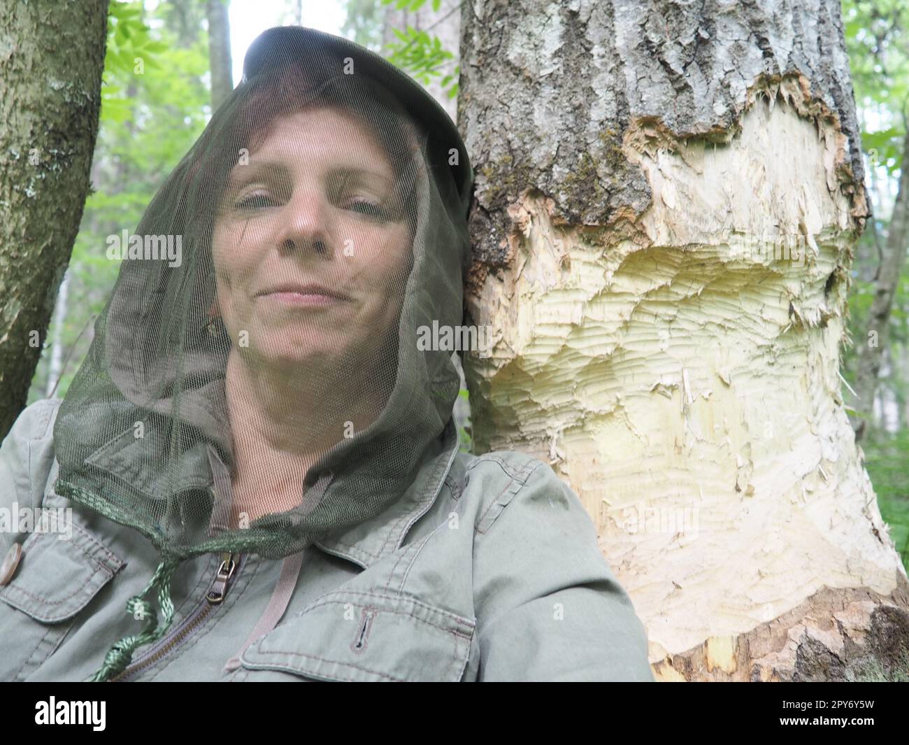 A tree gnawed by a beaver. Damaged bark and wood. The work of the beaver on the construction of the dam. Taiga, Karelia. Woman in anti-mosquito headwear near a tree trunk. Stock Photo