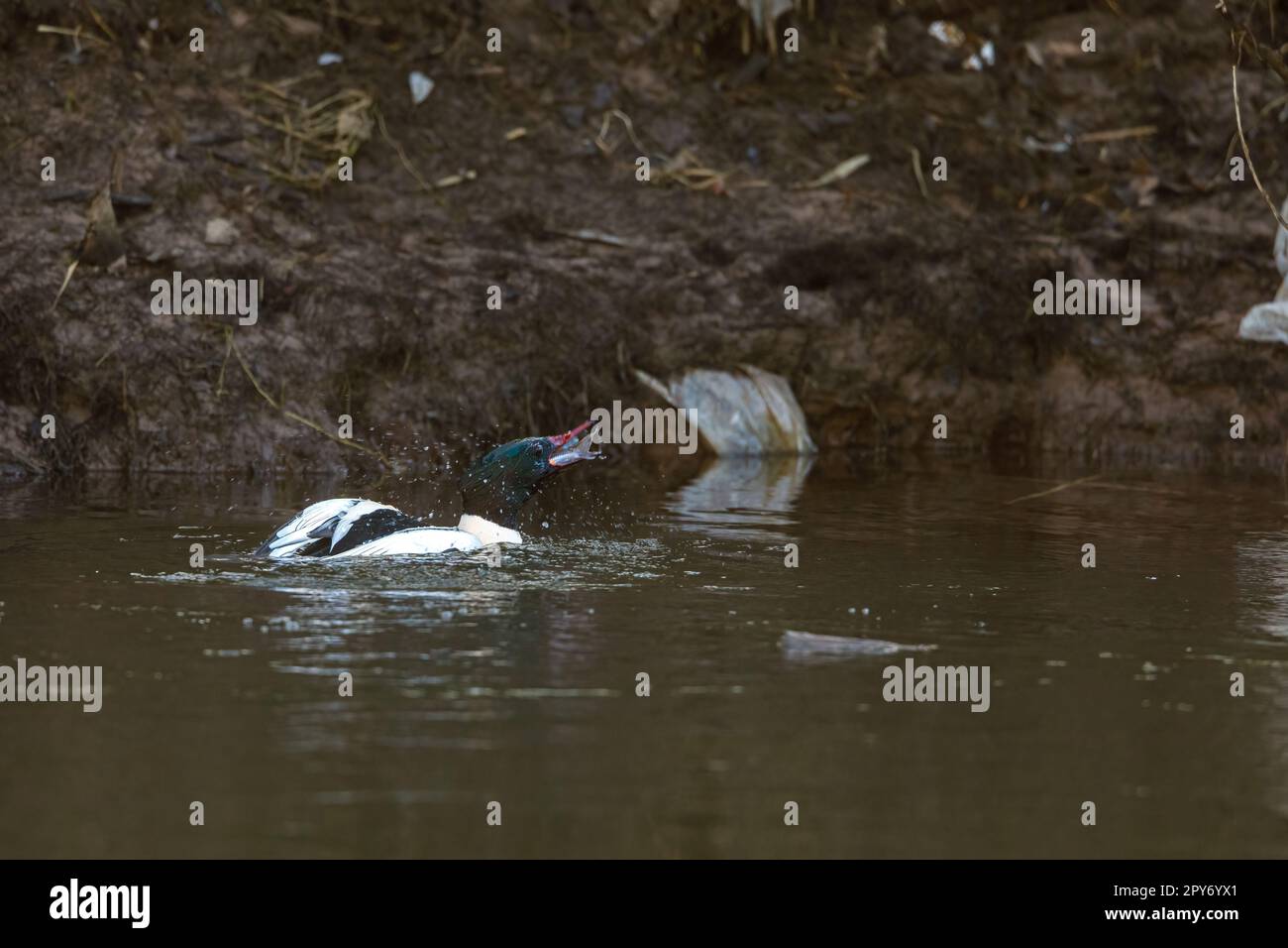 A male merganser duck in the winter on a river Stock Photo