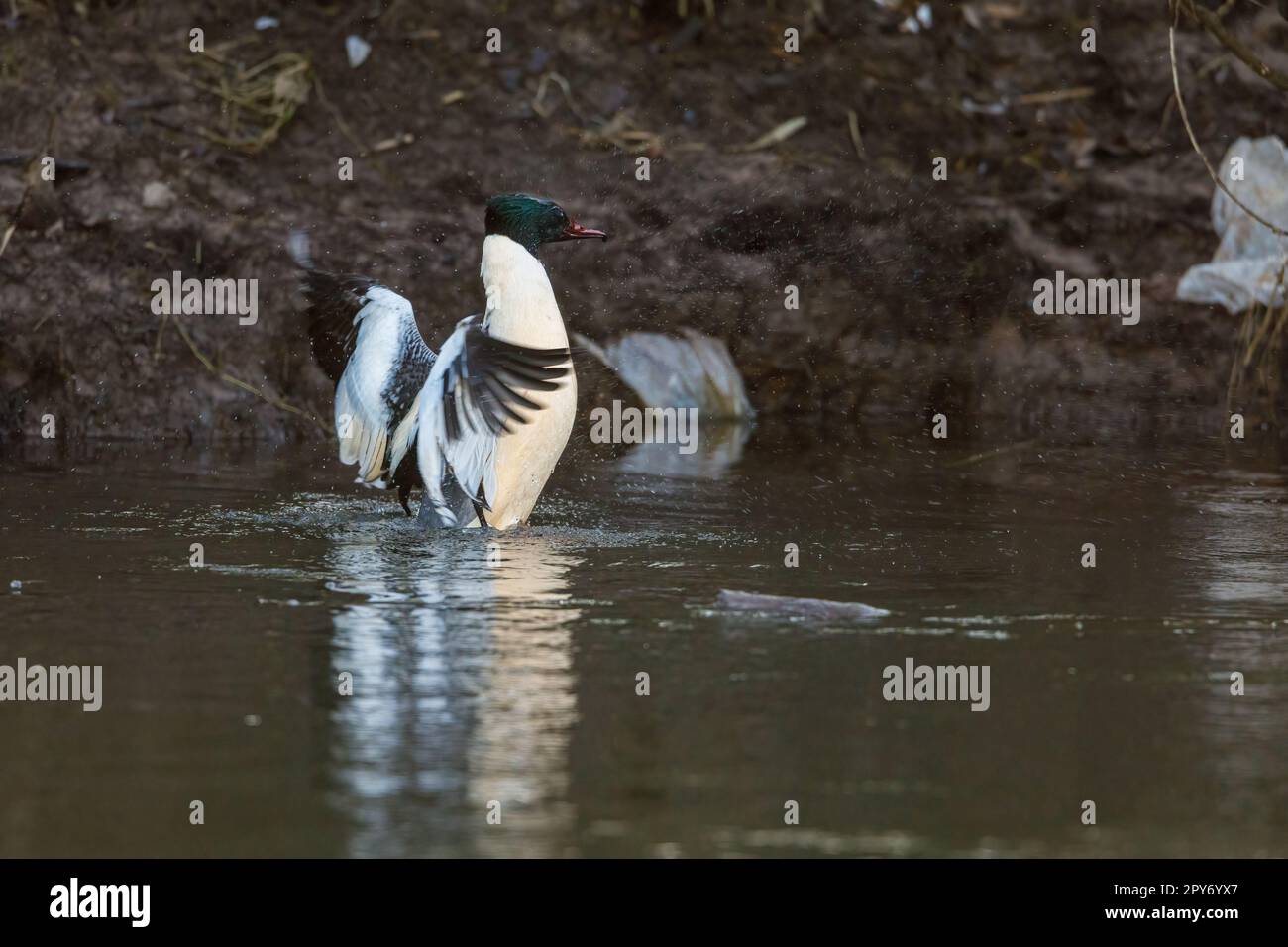 A male merganser duck in the winter on a river Stock Photo