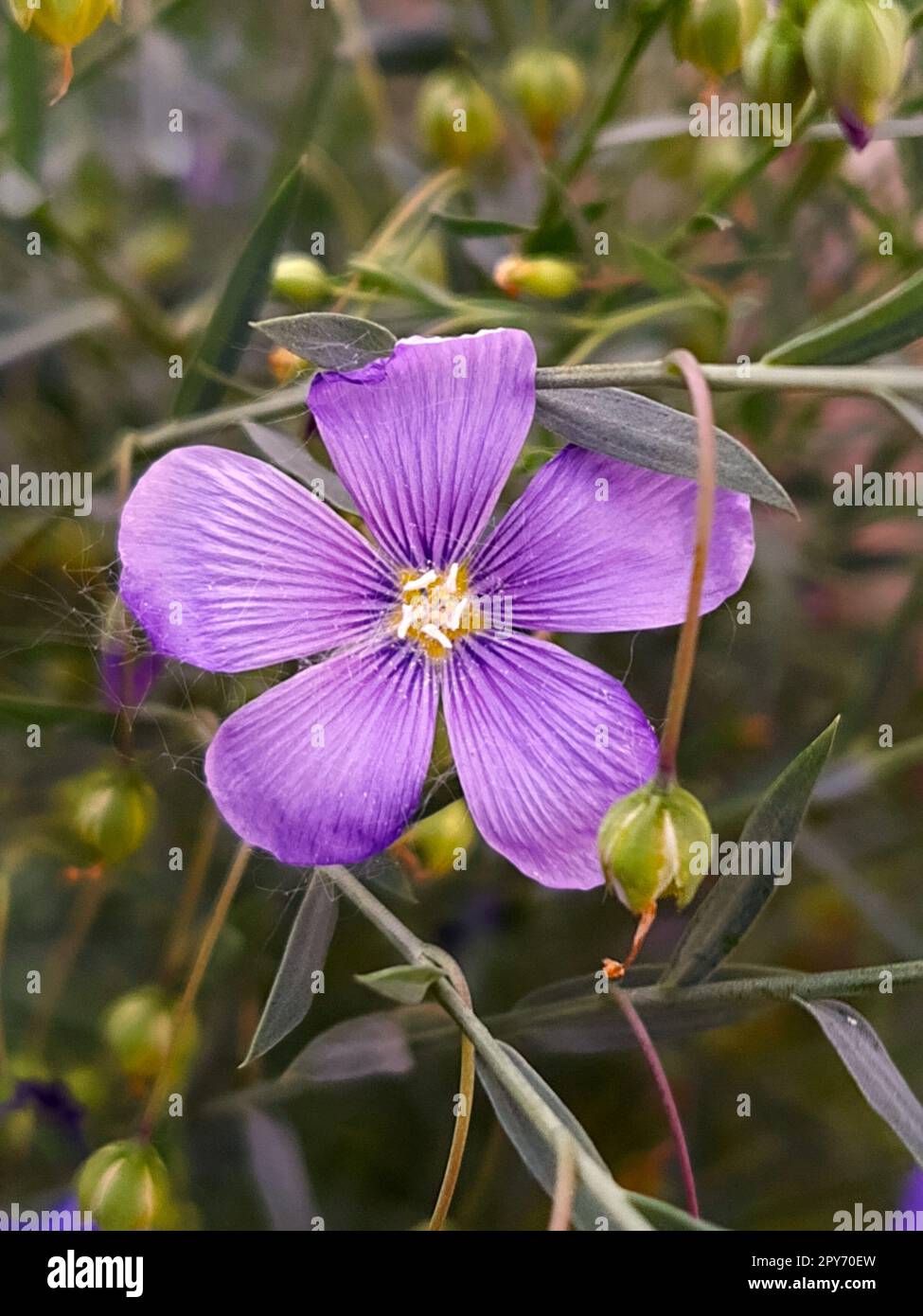 Lewis flax flower on a background of leaves close-up Stock Photo