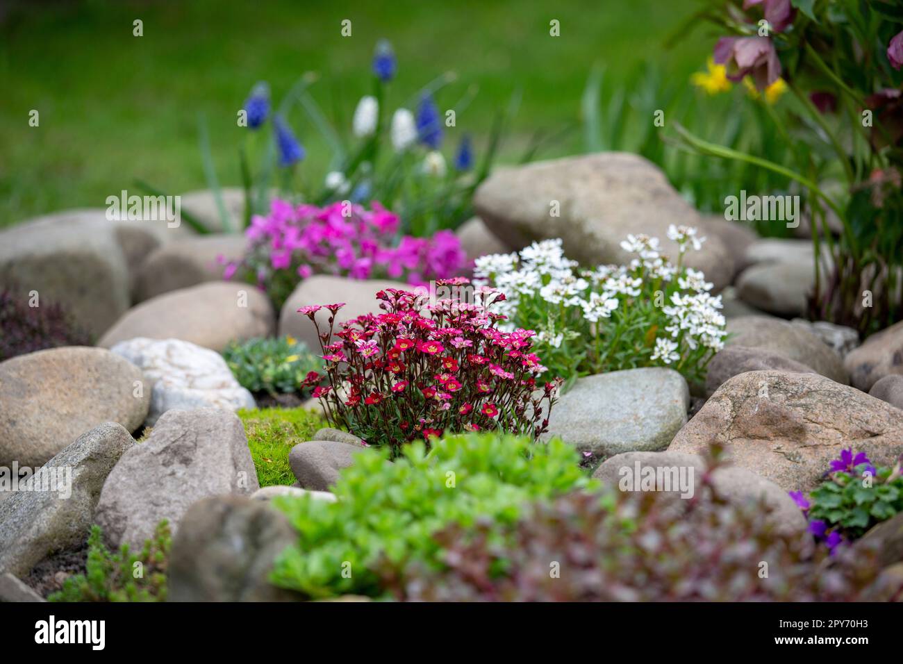 Beautiful colorful spring rock garden, blooming flowers Stock Photo