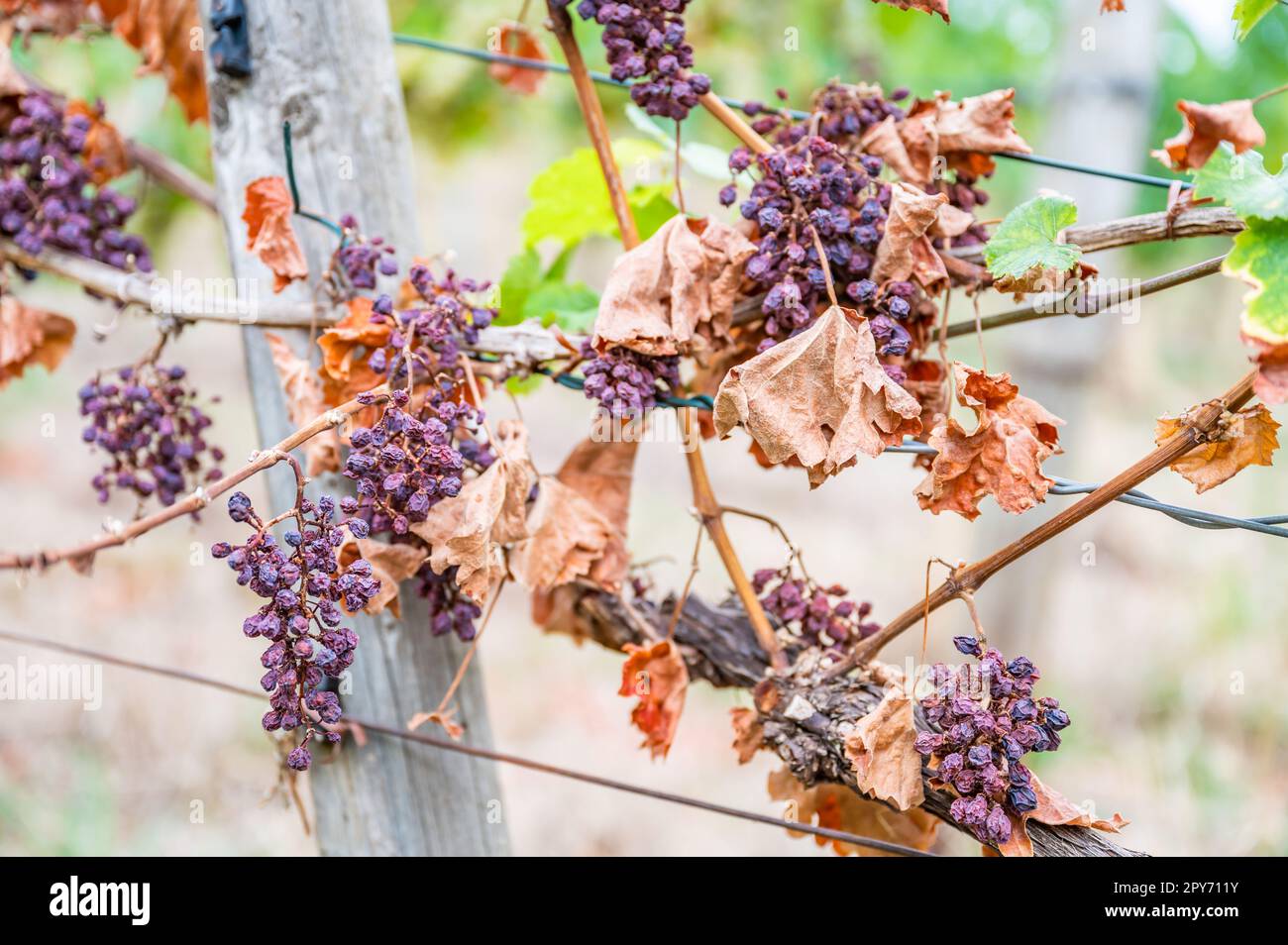 Shriveled bunches of purple colored grapes, too much sun and heat, bad