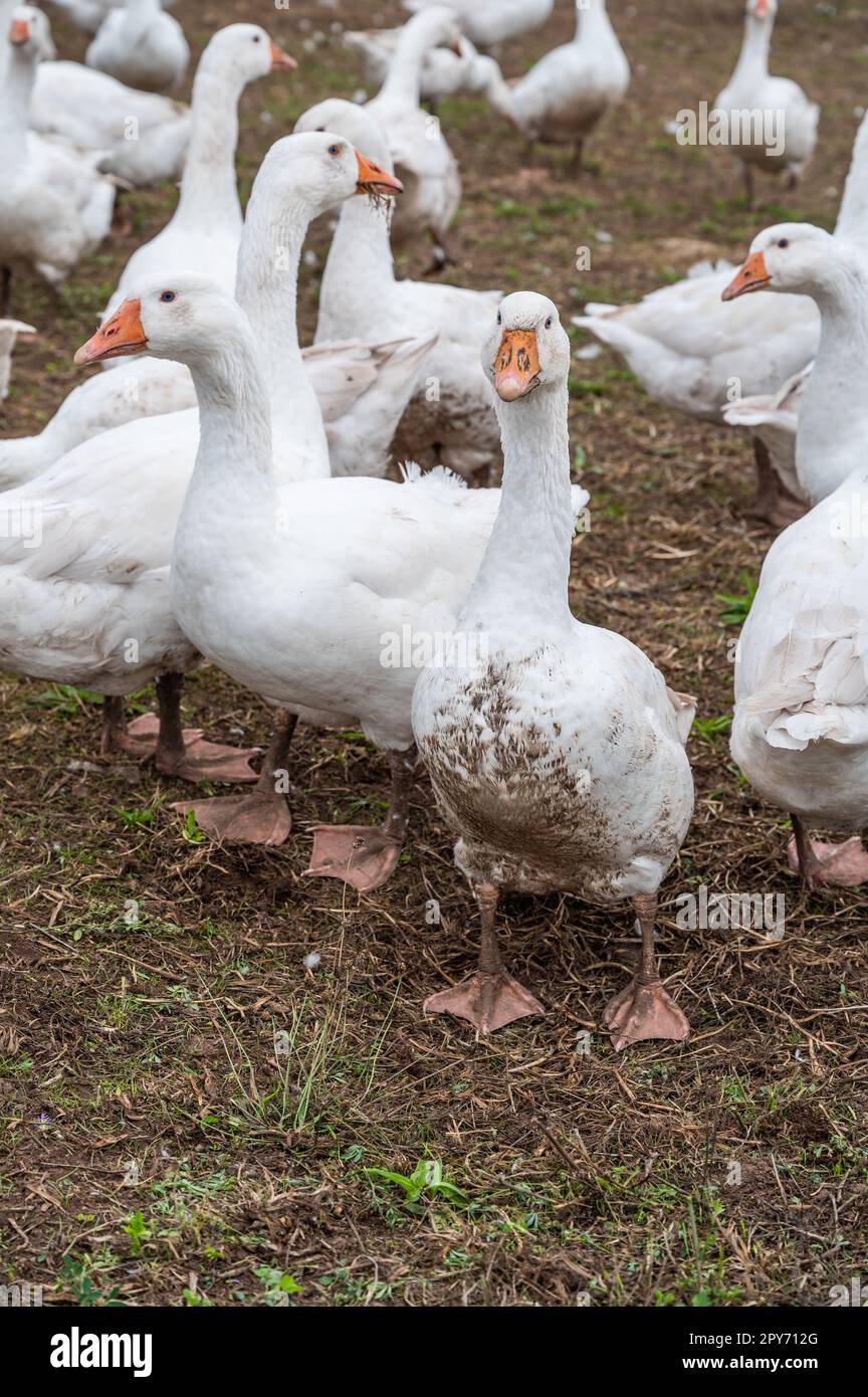 Close-up group of white Ducks, Geese on a farm looking for food Stock Photo