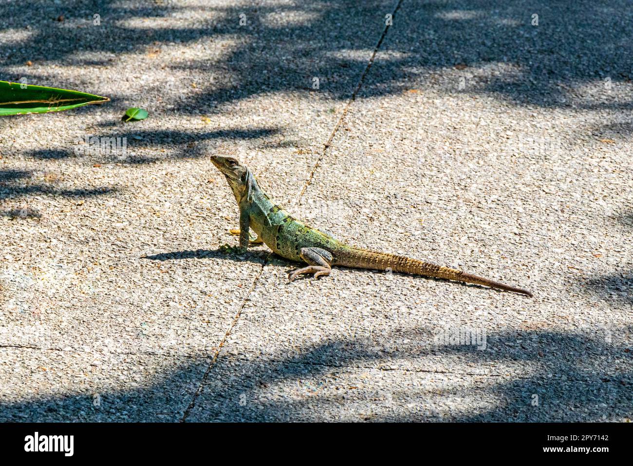 A Caribbean green lizard Lacerta Viridis half green half brown lizards ...