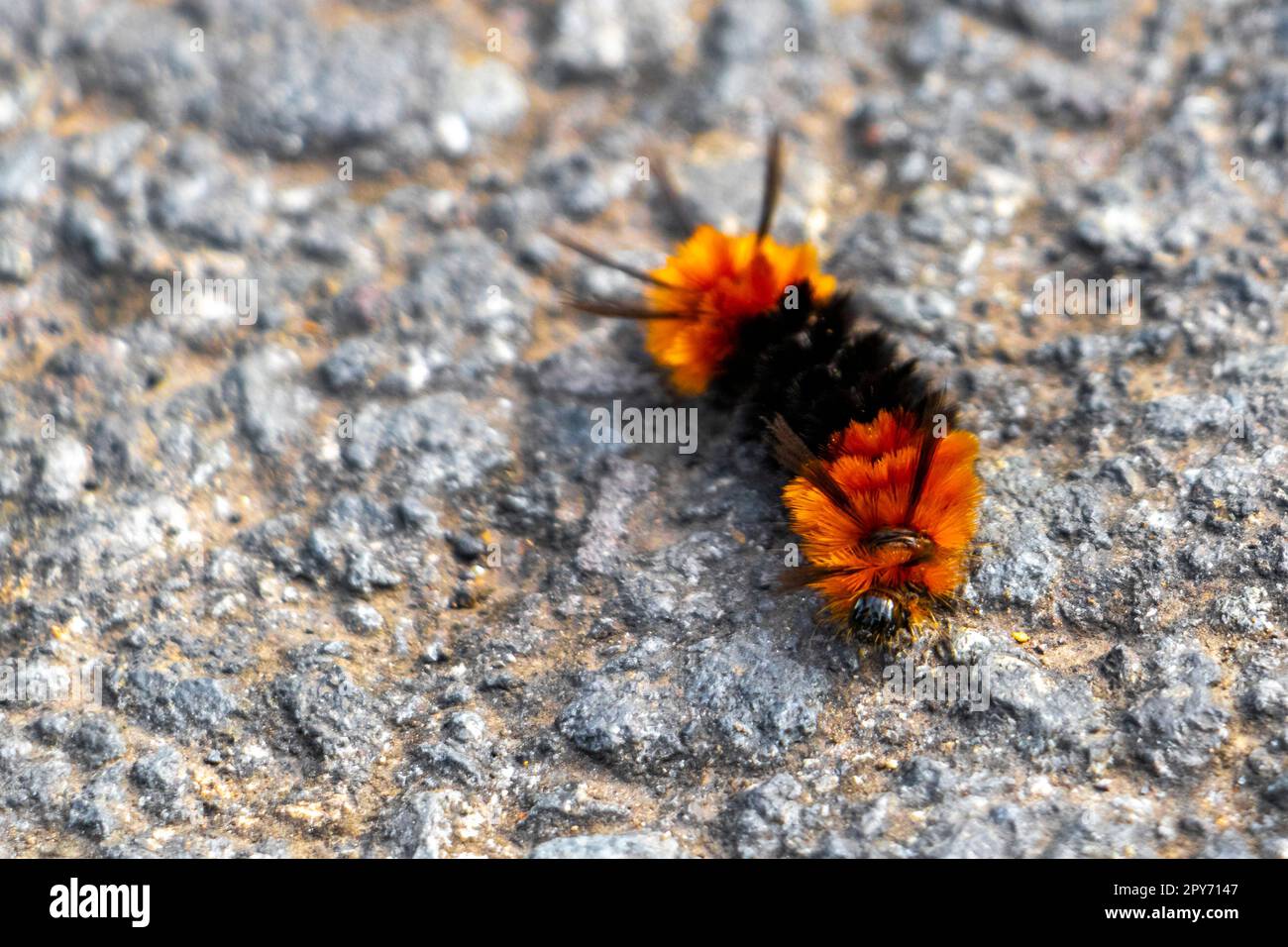 Caterpillar hairy black color hi-res stock photography and images - Alamy