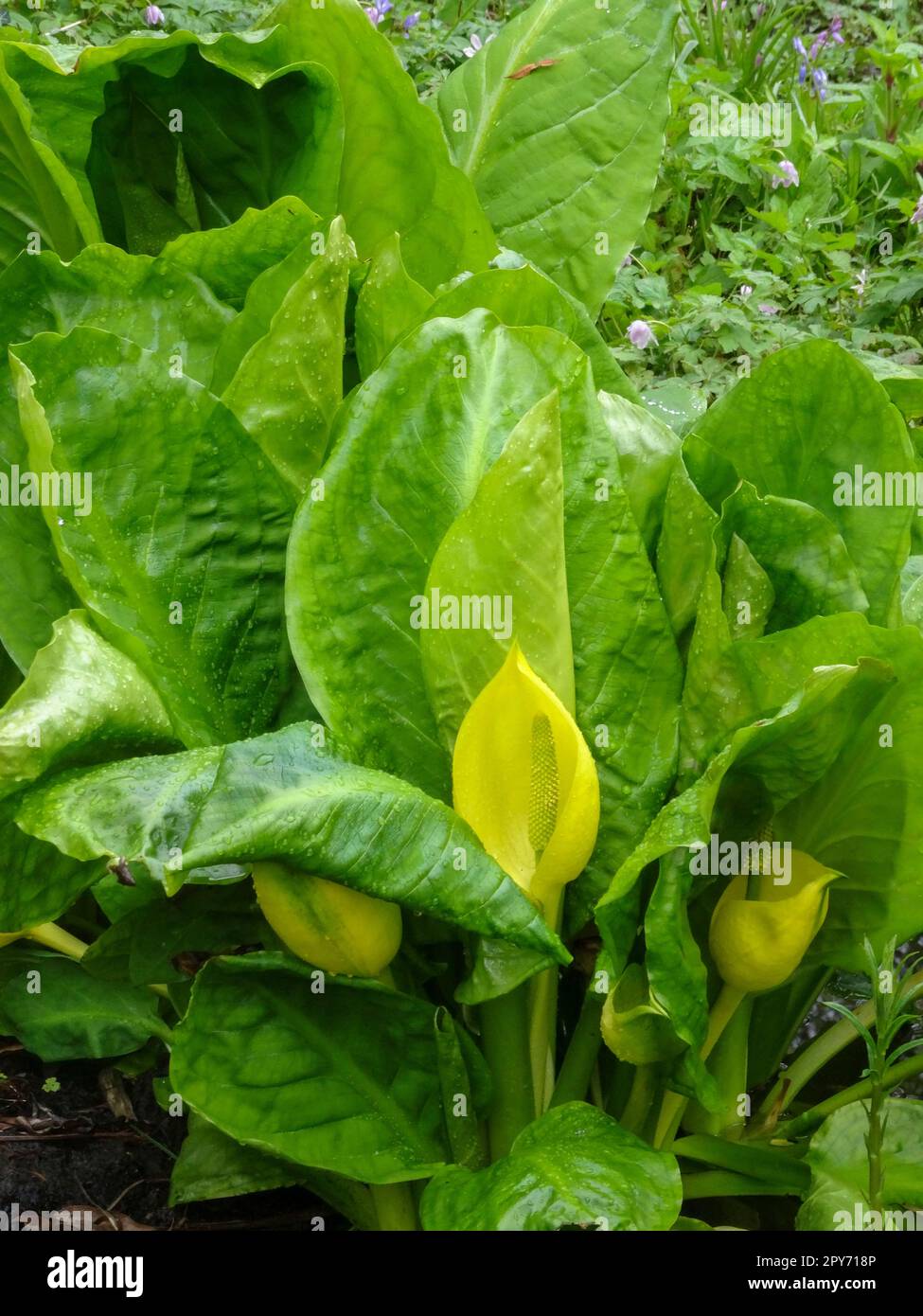 Intriguing Lysichiton Americanus, Yellow, skunk cabbage.Natural close up plant portrait , Stock Photo