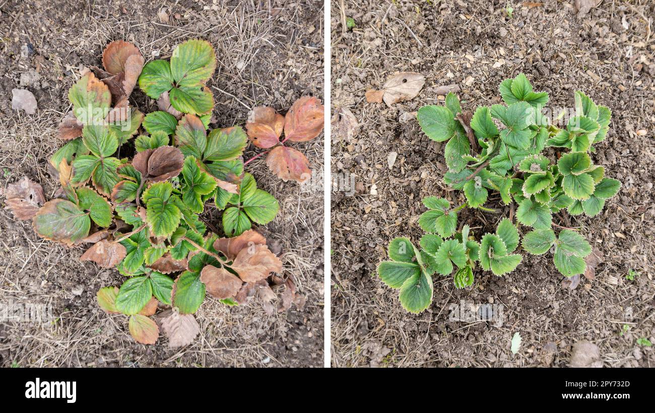 Strawberry bed clean up in Spring, collage. Old dry brown leaves with