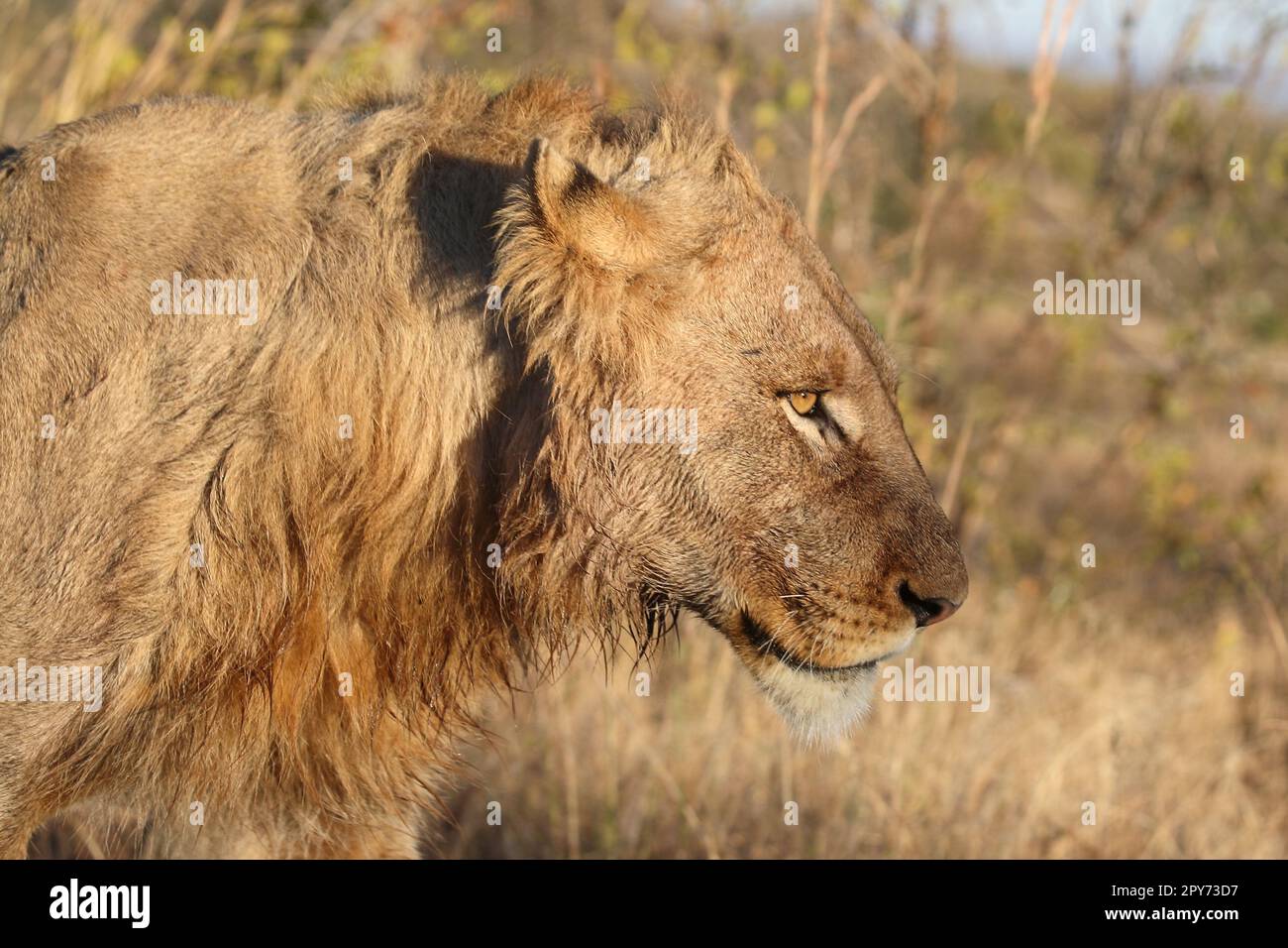 Afrikanischer Löwe / African lion / Panthera leo Stock Photo - Alamy
