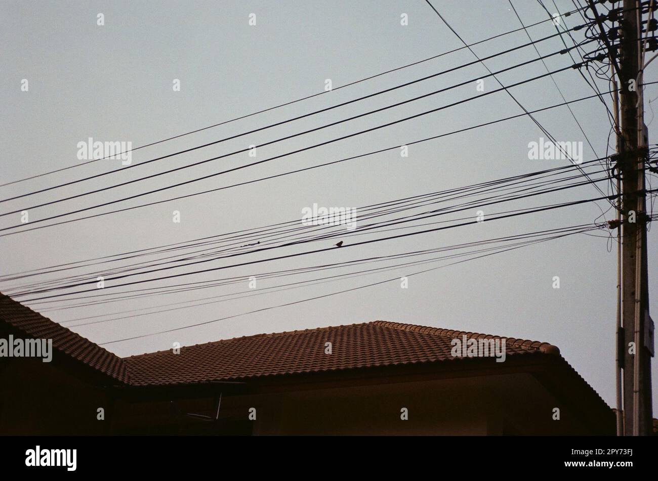 House roof under a bunch of wires and a crow Stock Photo