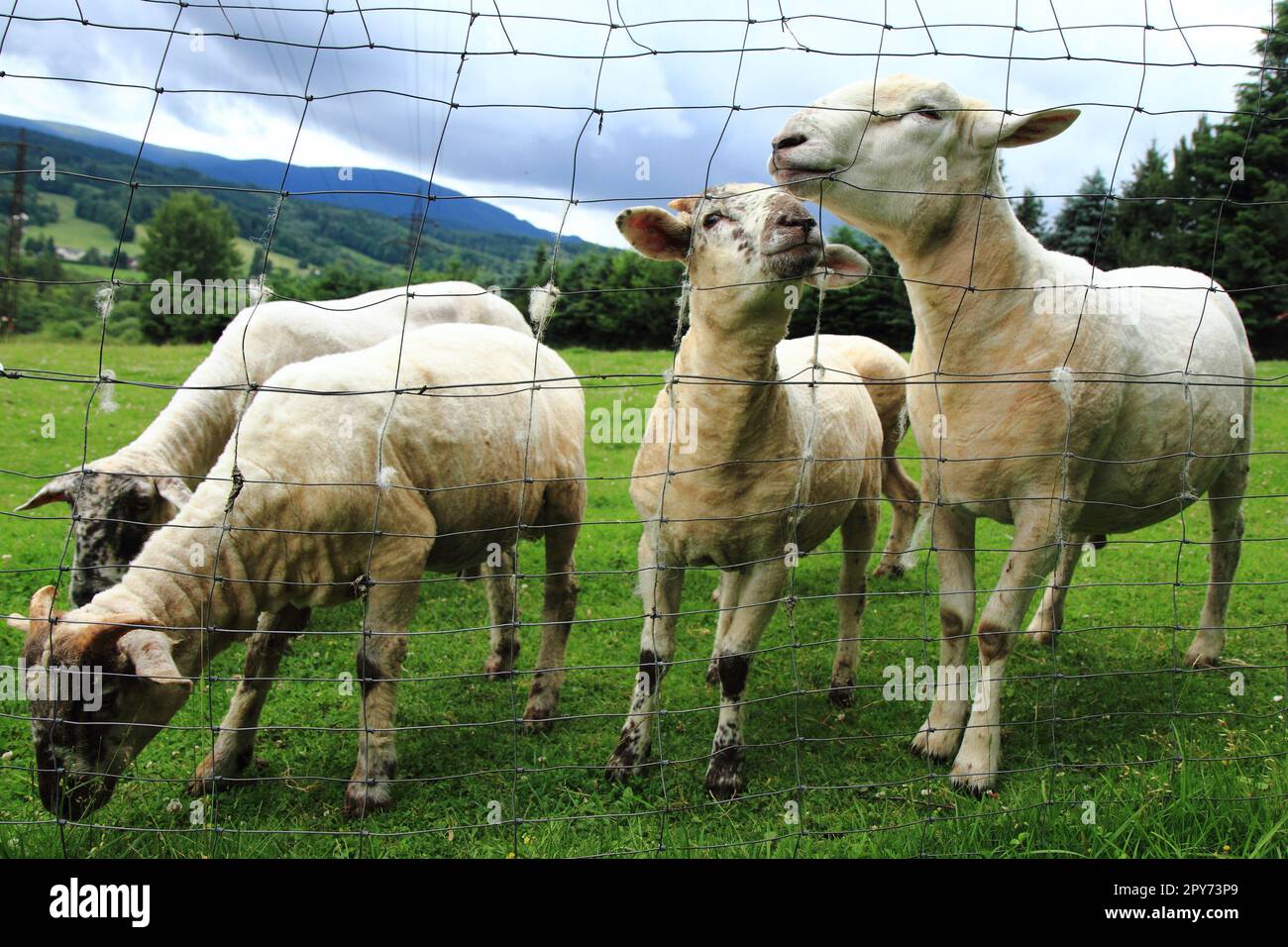 sheep from Jeseniky mountains in the green grass Stock Photo - Alamy