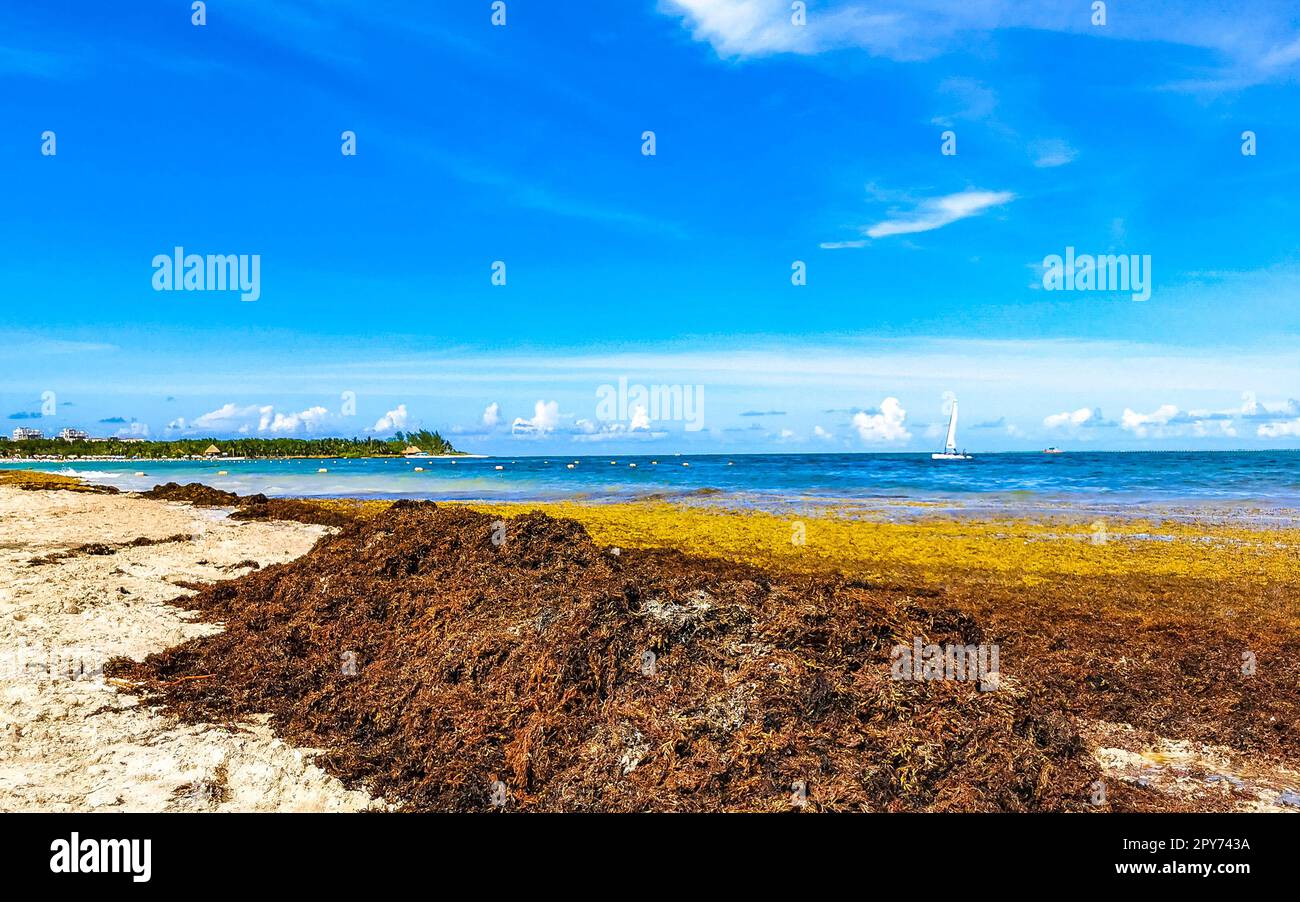 Beautiful Caribbean beach totally filthy dirty nasty seaweed problem