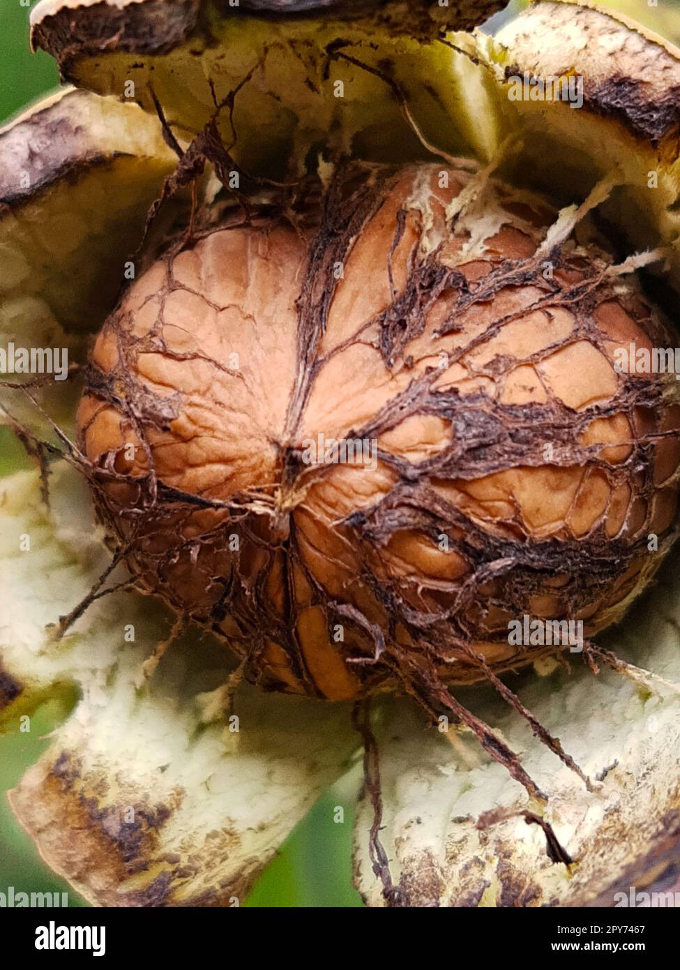 Walnut in green shell closeup Stock Photo