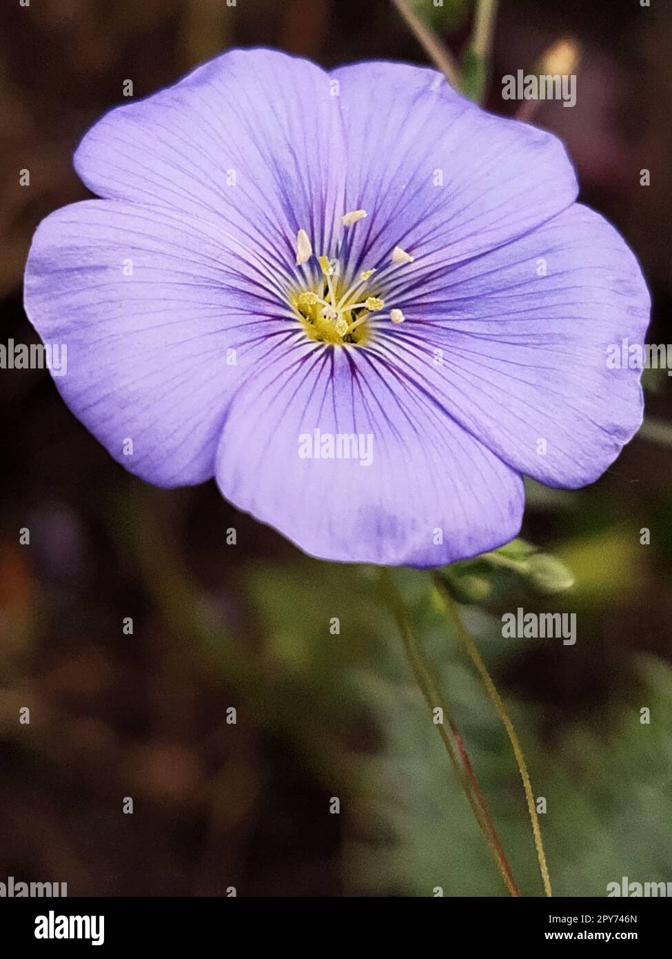 Flax flower close up Stock Photo
