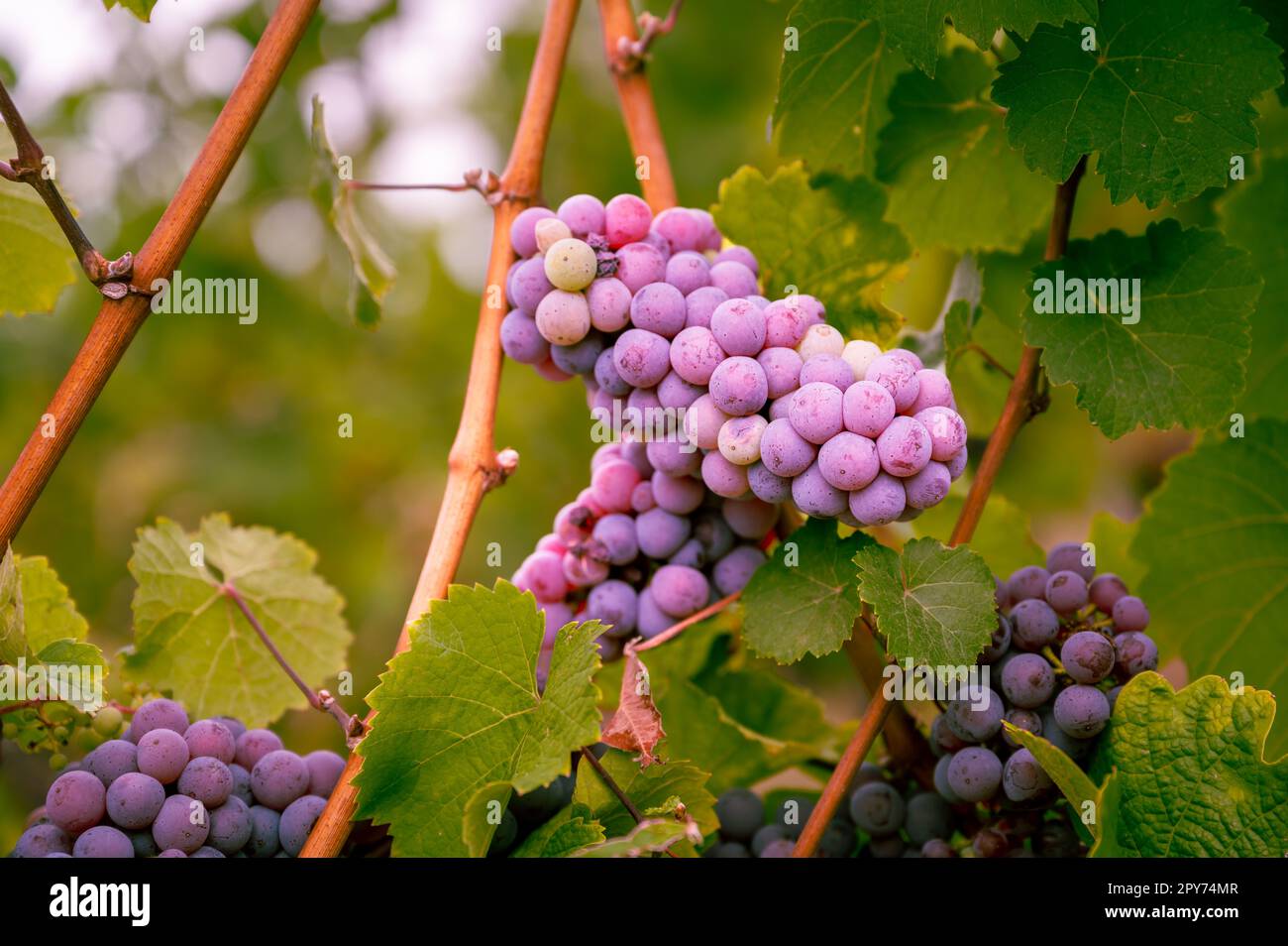 Bunch of beautiful purple grapes hanging on a vine plant on a vine yard
