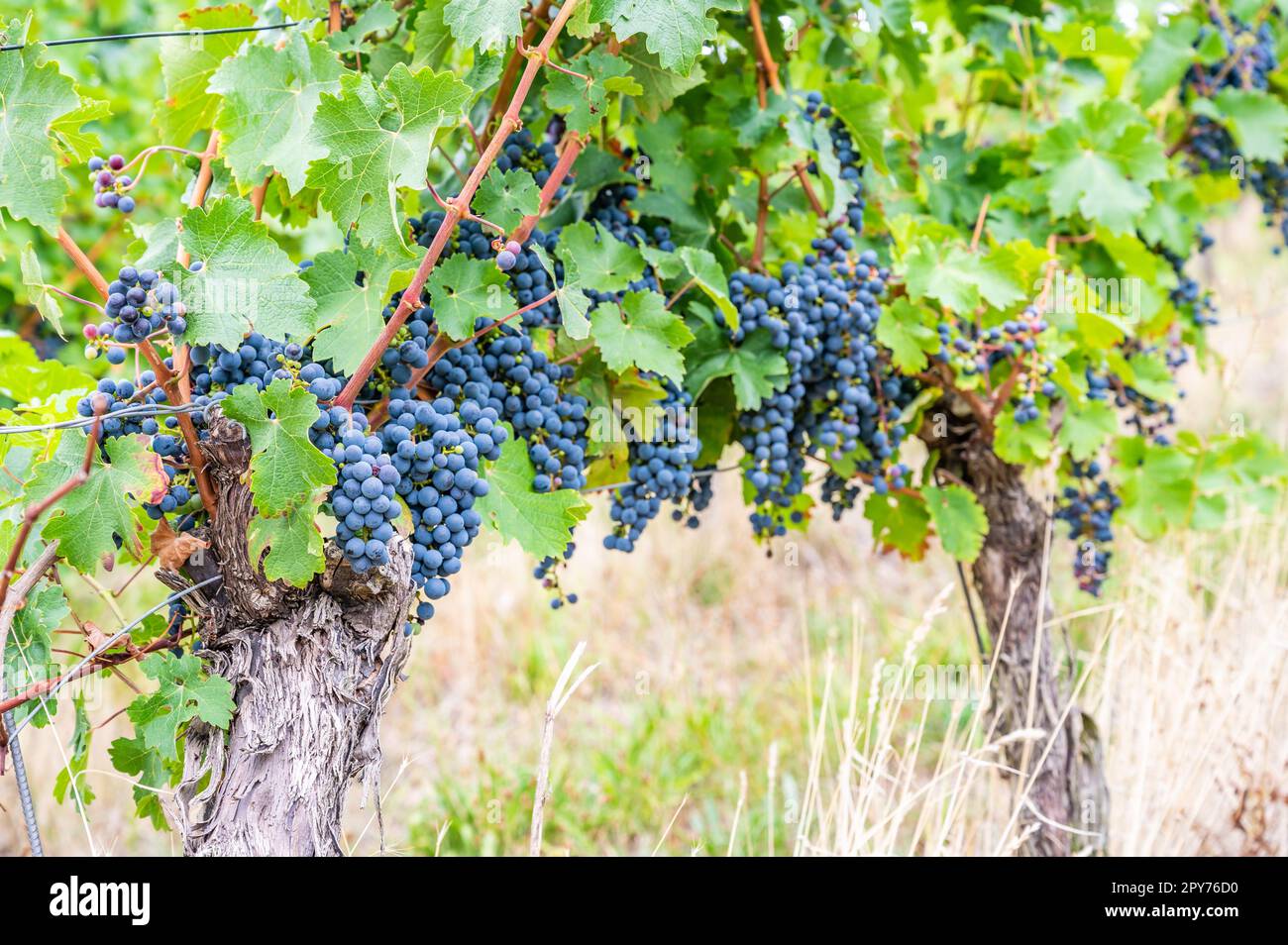 Blue ripe grapes hang on a vine plant in September before harvest Stock ...