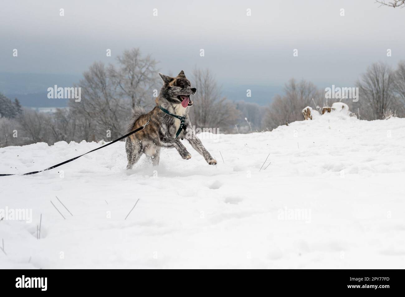 Akita Inu dog with gray fur is running through the snow during winter Stock Photo