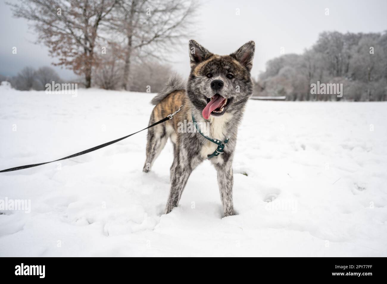 Akita Inu dog with gray fur sticks out tongue while looking at camera