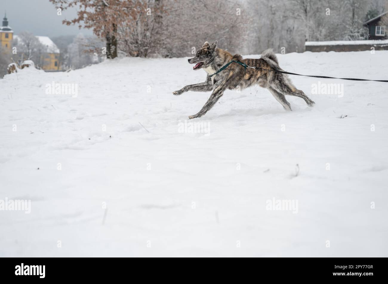 Akita inu Dog with gray fur is running through the snow during winter Stock Photo