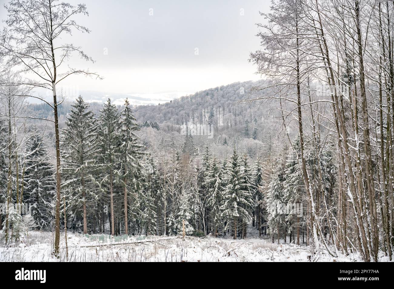 Beautiful winter landscape with forest and lots of fir trees, mountain range in the background, odenwald Stock Photo