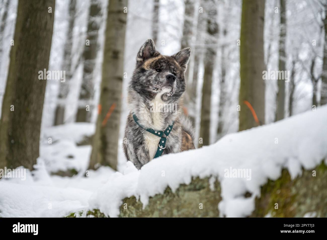 Akita inu dog with gray fur standing on a rock in the forest during