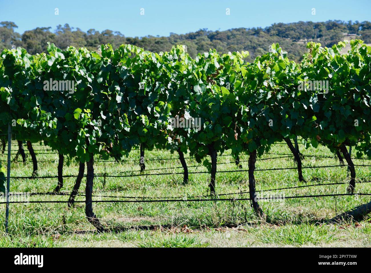Grape vines growing in the sunshine of Australia Stock Photo Alamy