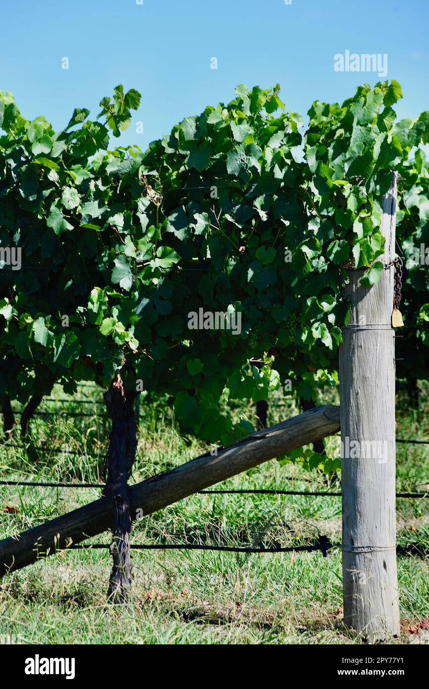 Grape vines growing in the sunshine of Australia Stock Photo Alamy